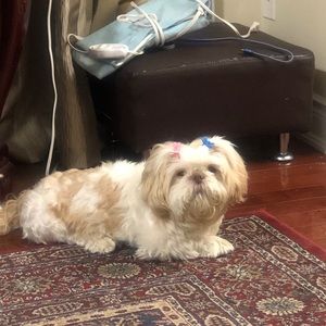 Meet your Posher, Shalini